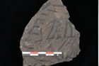 Foto (Detailansicht) von Thaumatopteris pterophylloides Ettingshausen (NHMW-GEO-2024-0188-10521)